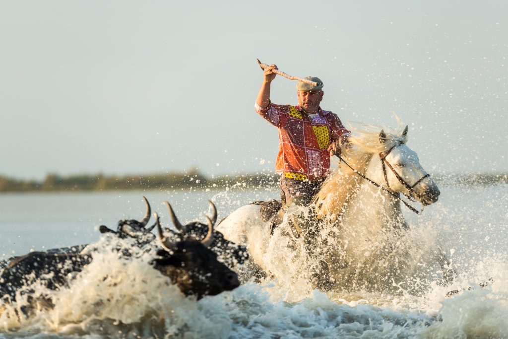 vaquero sur un cheval avec des taureaux