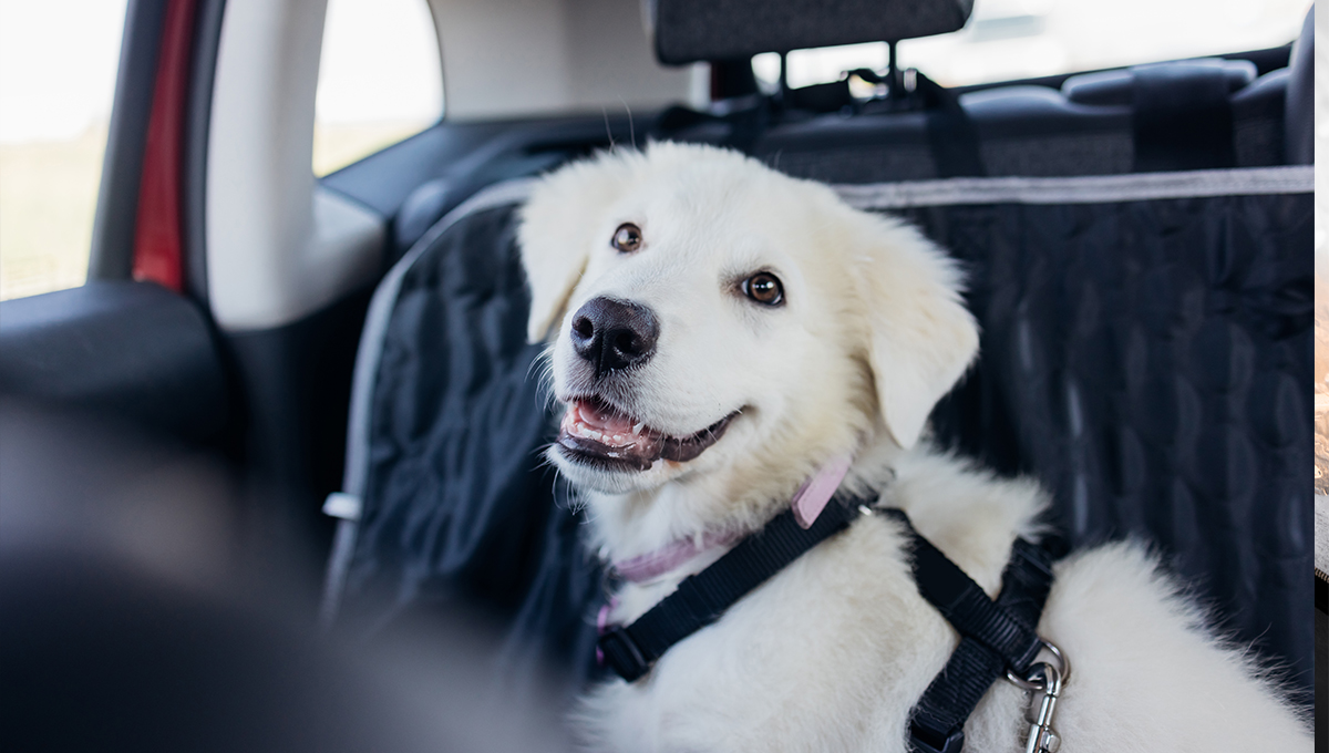 Pet sitter : l’échange de logement contre garde d’animaux, la formule maline pour voyager autrement
