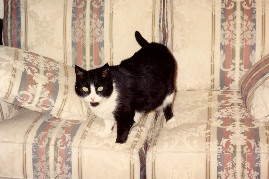 Chat confortablement installé à la maison, house sitting