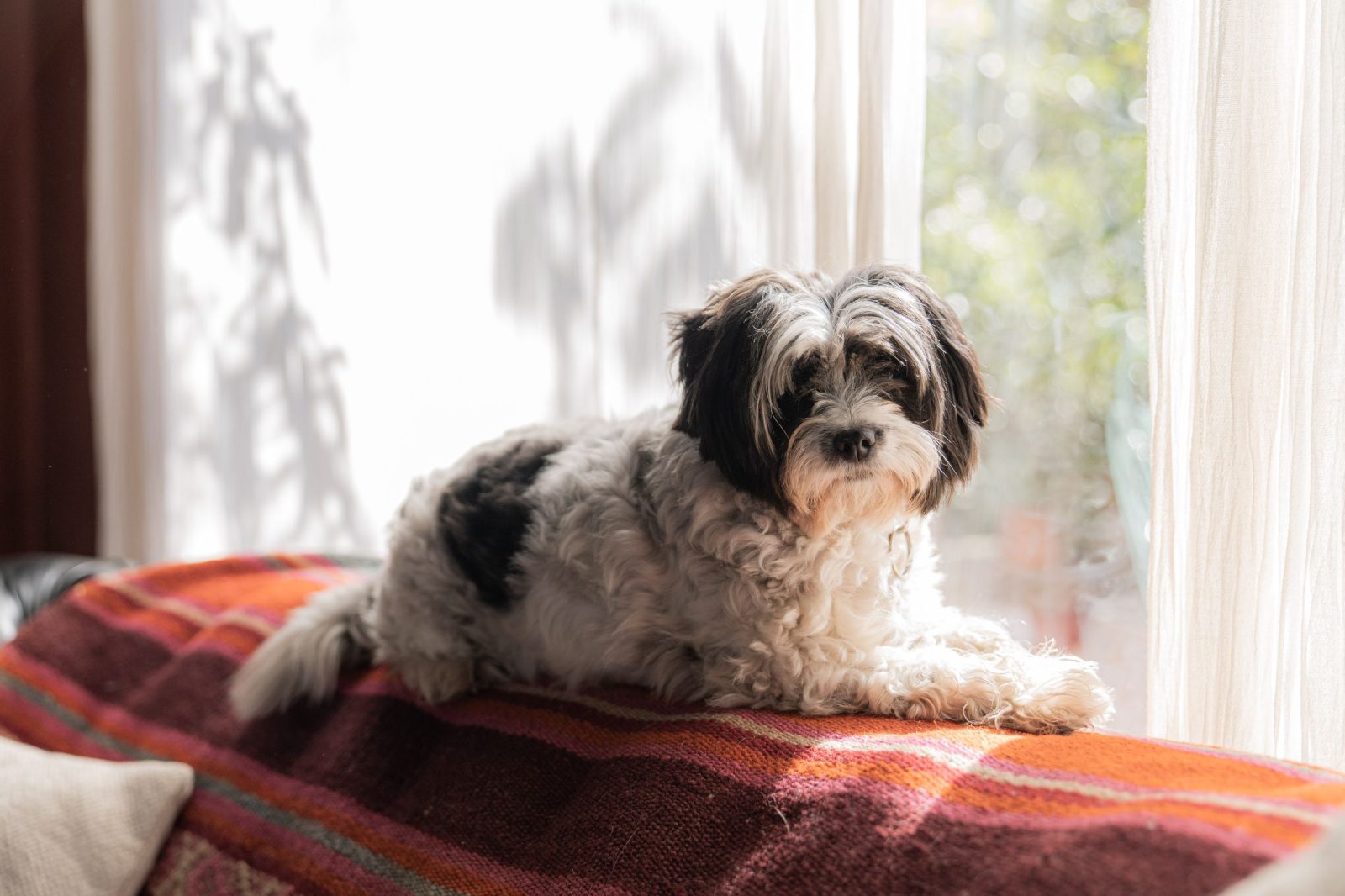 Un petit chien noir et blanc installé sur un canapé recouvert d’un plaid rayé, devant une fenêtre ensoleillée